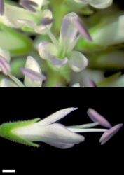 Veronica pubescens subsp. pubescens. Flowers, showing hairy calyx lobes. Scale = 1 mm.
 Image: W.M. Malcolm © Te Papa CC-BY-NC 3.0 NZ